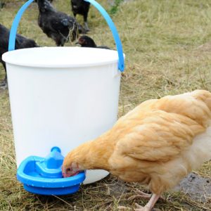 Abbeveratoio Borotto Vaschetta Per Incubatrici