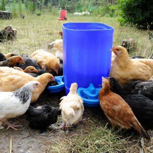 Abbeveratoio Vaschetta Borotto Per Incubatrice